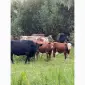 Продаж Корів - фото № 5