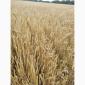 Продам насіння озимого ячменю ХАННЕЛОРЕ - фото № 2