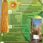 Насіння кукурудзи ДБ Хотин ФАО 280. ВІД ВИРОБНИКА. - фото № 2