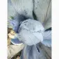 Продам капусту структа - фото № 2