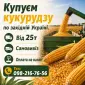 Куплю кукурудзу на постійній основі - фото № 1