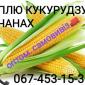 Куплю кукурузу Ракель оптом - фото № 1