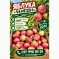 Яблука Чемпіон - фото № 4