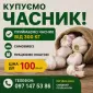 Закуповуємо часник від 1 тони - фото № 1