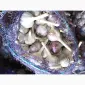 Продам часник Любаша з однозубки 1репродукції - фото № 1