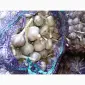 Продам часник Любаша з однозубки 1репродукції - фото № 2