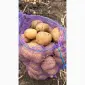 Продаємо картоплю сорт Арізона - фото № 3