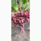 Продам столовый виноград - фото № 1