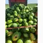 Продам кавун ПРОДУСЄР спілий та солодкий - фото № 3