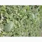 Продам кавун ПРОДУСЄР спілий та солодкий - фото № 4