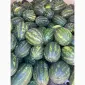 Продам кавун ОПТ з поля - фото № 1