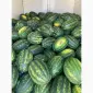 Продам кавун ОПТ з поля - фото № 2