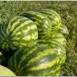 Продам кавун - фото № 1