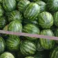 Продам кавун прямо з поля різні сорти - фото № 1