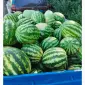 Продам кавун - фото № 1
