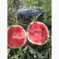 Продам кавун - фото № 1