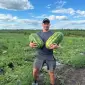 Продам кавун - фото № 2
