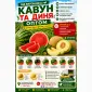 Кавун оптом з поля - фото № 1