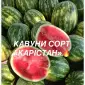 Солодкі та соковиті кавуни сорту «КАРІСТАН» - прямо з городу - фото № 1