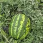 Продам кавун Нун - фото № 1