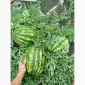 Продам кавун - фото № 1