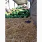 Продам сладкий арбуз Талисман Макарена Гринджар - фото № 3