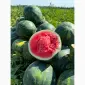Продам кавун Саніара (безкісточковий)/Луїзітана оптом - фото № 1