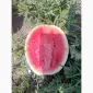 Продам кавун сорту лузітана - фото № 1