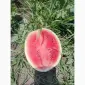 Продам кавун сорту лузітана - фото № 2