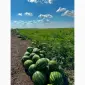 Продам арбуз кавун - фото № 2