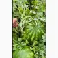 Продам качун Барака - фото № 1