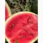Продам арбуз сегодня - фото № 2