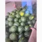 Продам арбуз - фото № 2