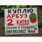 Куплю арбуз - фото № 1