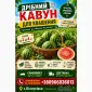 Продам кавун - фото № 1