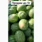 Продаж кавунів та динь. Оптом з поля - фото № 2