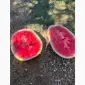 Продам арбуз - фото № 1