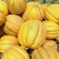 Куплю Диню з поля - фото № 1