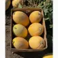 Продам диню Мазім - фото № 1