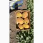 Диня оптом соковита та ароматна. Прямі поставки з поля - фото № 1