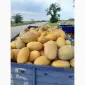 Продам диню Амазін - фото № 1