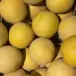 Продам диню оптом - фото № 1