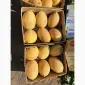 Продам диню Мазім - фото № 2