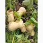 Продам гарбуз сорт Матільда - фото № 4