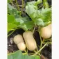 Продам гарбуз сорт Матільда - фото № 5