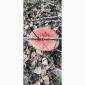 Мухомор червоний збір 26го року - фото № 3