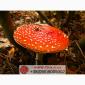 Мухомор ЧЕРВОНИЙ (Amanita Muscaria) - фото № 3
