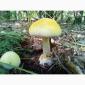 Бліда поганка (Amanita phalloides) - фото № 1