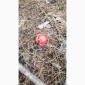 Мухомор красный (Amanita Muscaria) - фото № 2