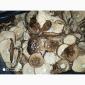 Мухомор червоний (Amanita muscaria) відмінна якість - фото № 6